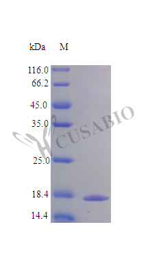 CSB-AP001751HU