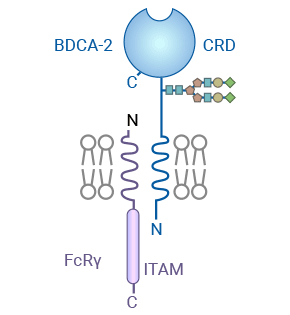CLEC4C/BDCA-2和其他含有C型CRD的2型跨膜受體的結構