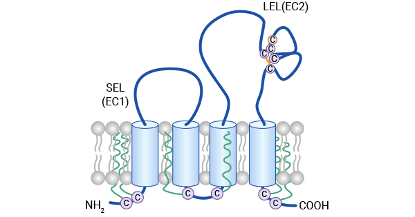 CD81的結構