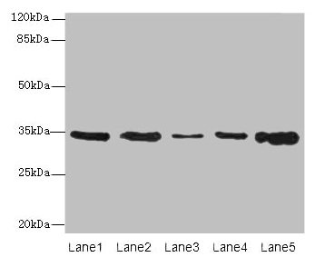CSB-PA025556LA01HU