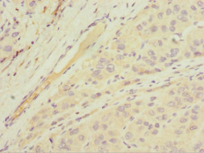 CSB-PA013773ESR1HU