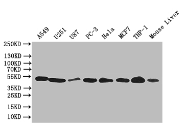 CSB-PA842761ESR1HU