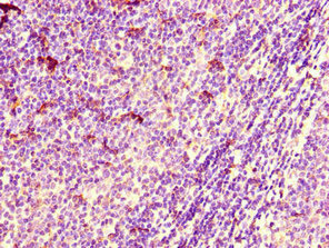 CSB-PA002069LA01HU