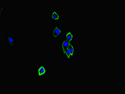 CSB-PA347832LA01HU
