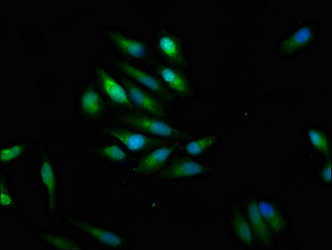 CSB-PA613605LA01HU