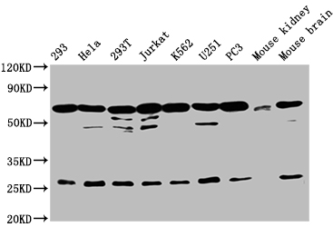 CSB-PA002069LA01HU