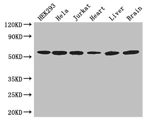 CSB-PA002069LA01HU