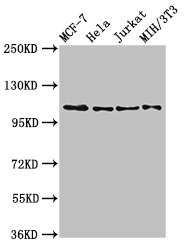 CSB-PA007731LA01HU