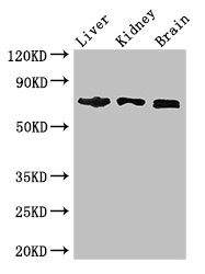 CSB-PA023302HA01HU