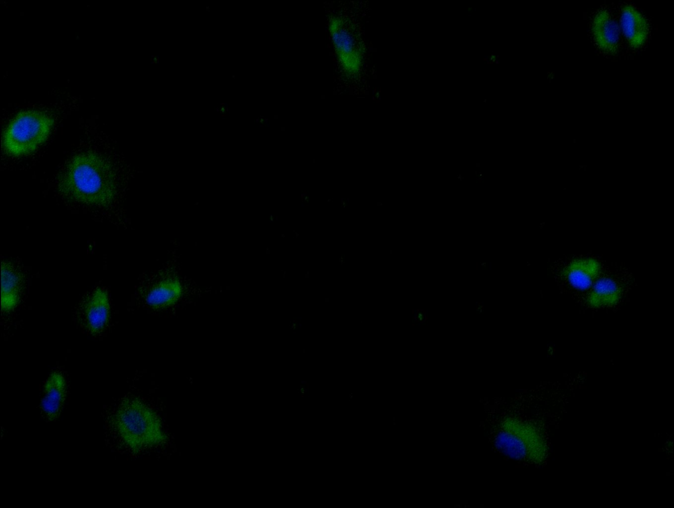 CSB-RA199844A0HU