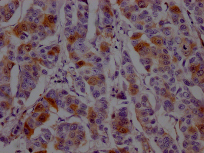 CSB-RA264582A0HU