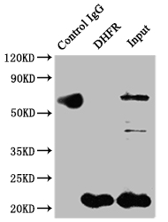 CSB-RA264582A0HU