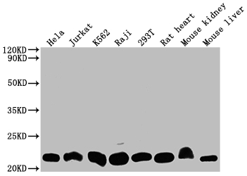 CSB-RA264582A0HU