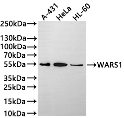 CSB-RA293319A0HU