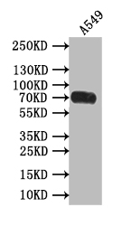 CSB-RA567944A0HU