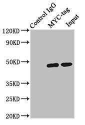 Myc標簽單克隆抗體 (CSB-MA000041M0m)