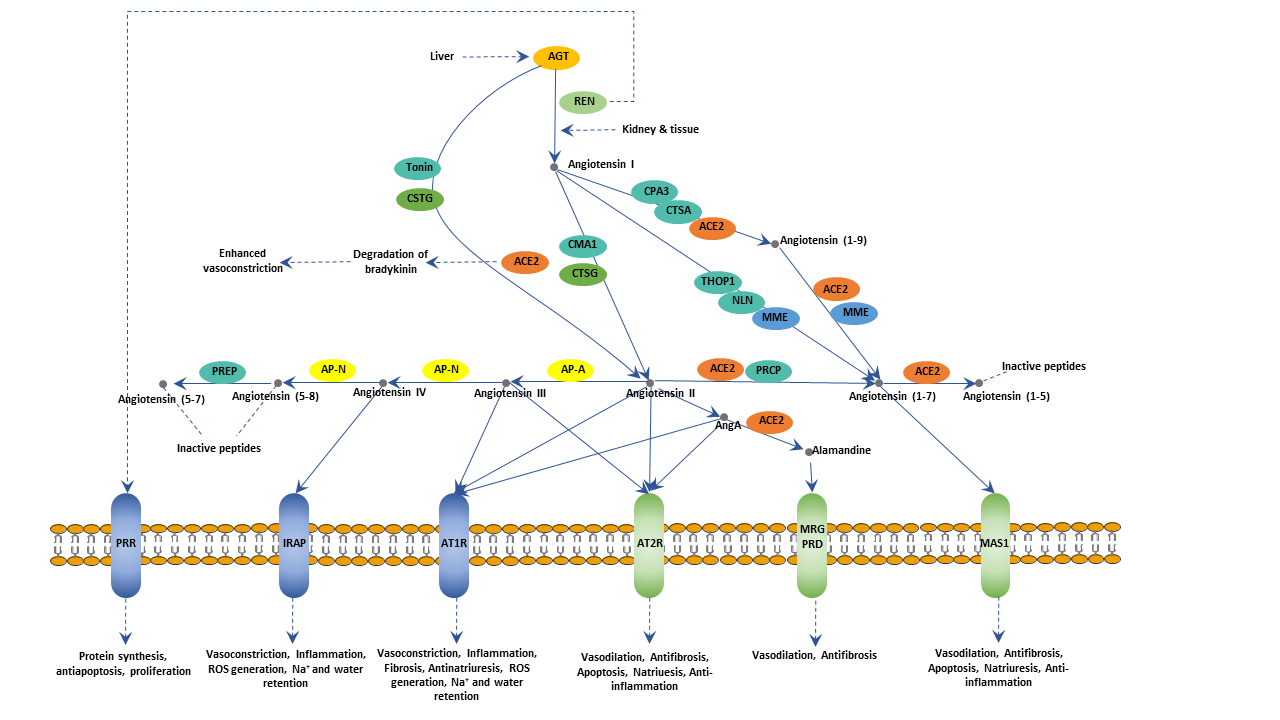 Renin-angiotensin system