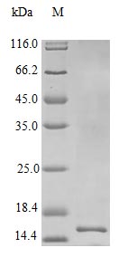 CSB-AP001891HU