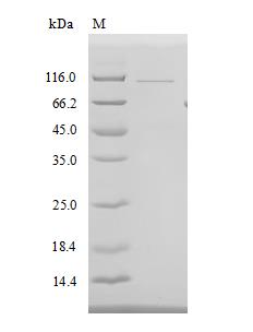 CSB-BP614529HU