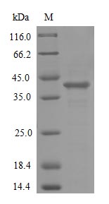 CSB-CF624105HU