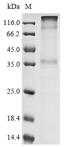 CSB-CF810304HU