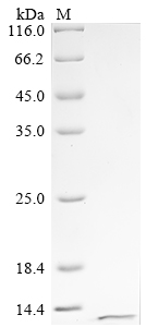 CSB-EP009087HU5
