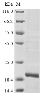 CSB-EP013254HU(M)