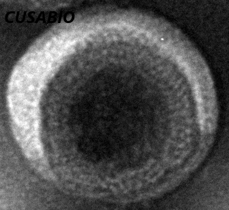 CSB-MP004843HU