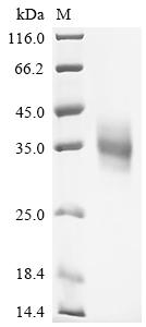 CSB-MP008788HU