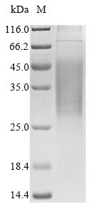 CSB-MP009443HU1