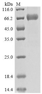 CSB-MP021368HU