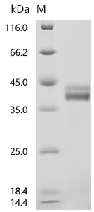 CSB-MP856406HU