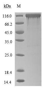 CSB-MP866317HU SDS