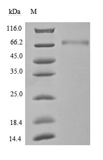 CSB-MP878942HU1