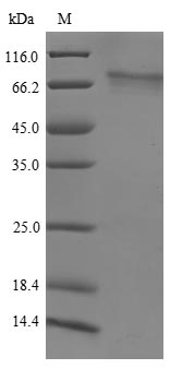 CSB-YP880145HU