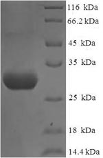 CSB-EP015988HU