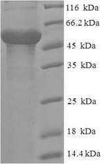 CSB-EP846612HU