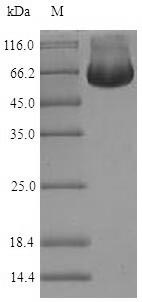 CSB-EP897459HU