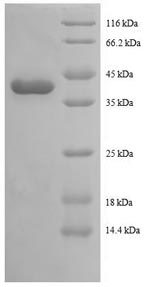 CSB-RP044454h