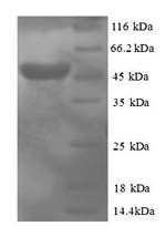 CSB-RP050344h