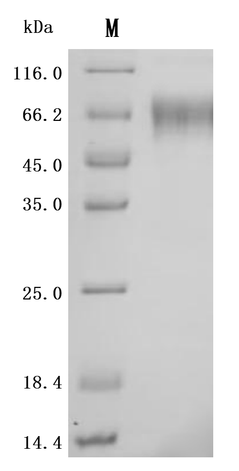 CSB-MP021303HU