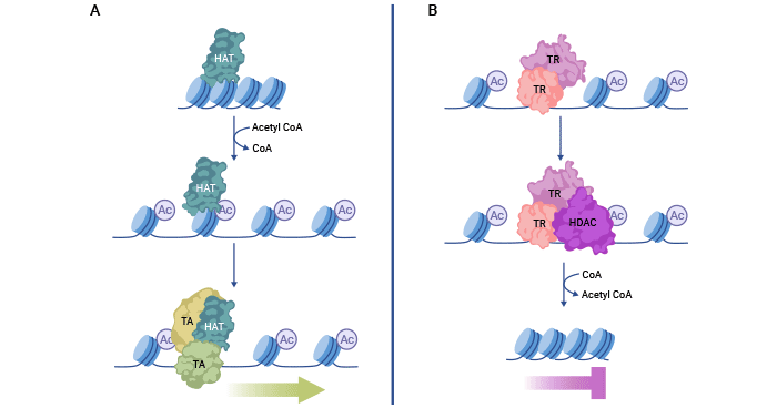 組蛋白乙?；c去乙?；瘷C制