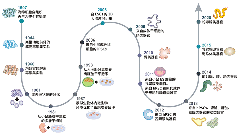 類(lèi)器官發(fā)展時(shí)間線(xiàn)