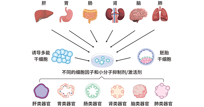 人類(lèi)不同類(lèi)器官的建立過(guò)程