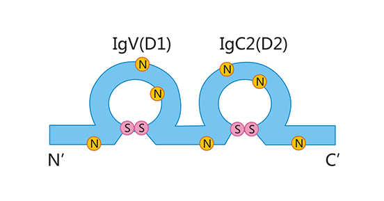 CD48結(jié)構(gòu)